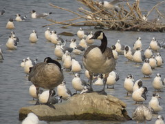 Branta canadensis