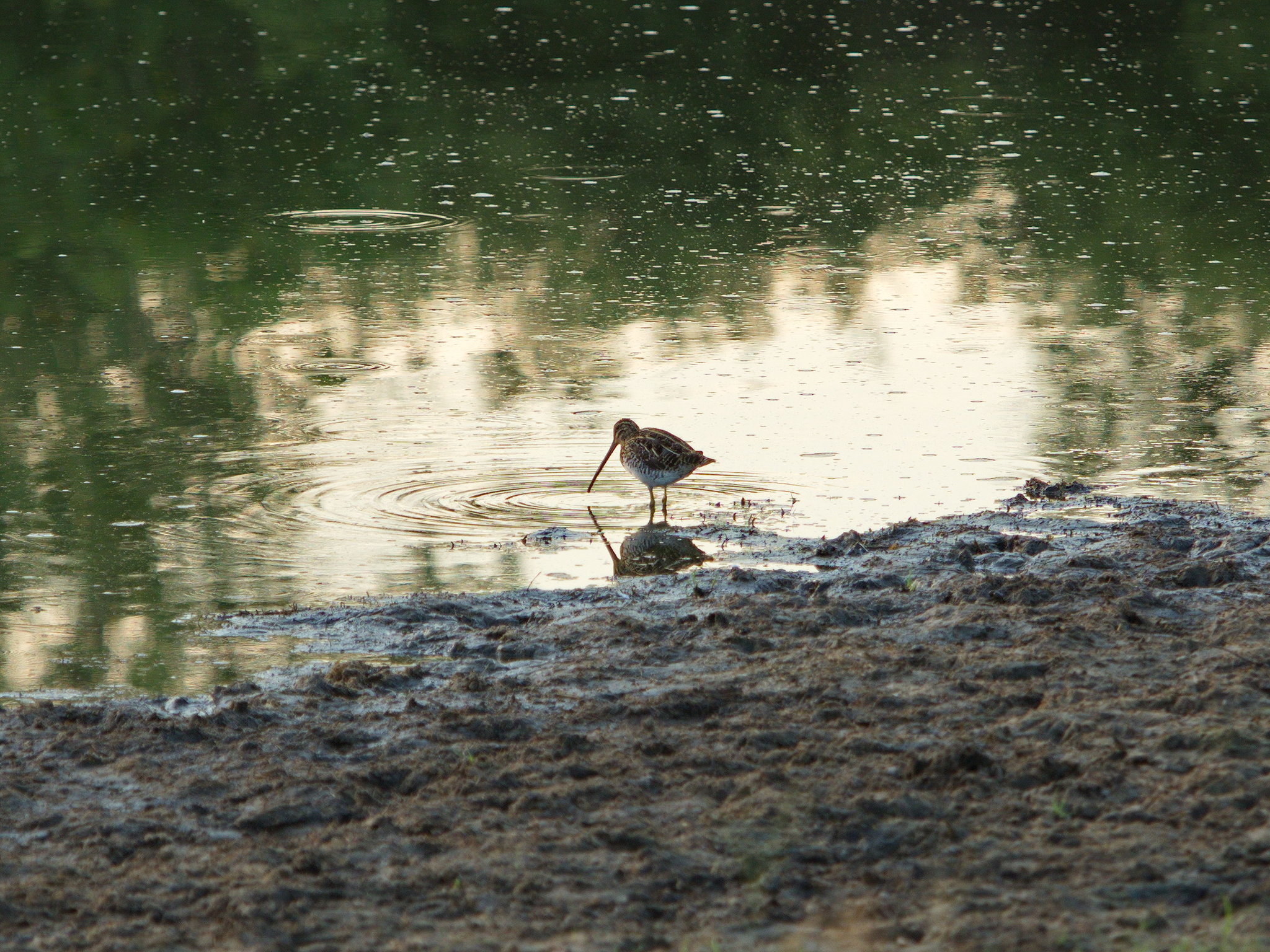 African Snipe illustration