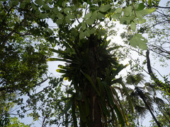 Wittmackia caymanensis