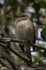 Muscicapa adusta adusta