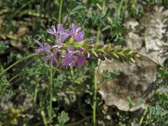 Dalea scariosa