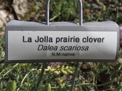 Dalea scariosa