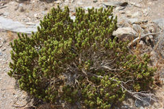 Monechma mollissimum