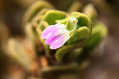 Monechma mollissimum