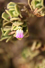 Monechma mollissimum