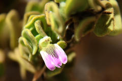 Monechma mollissimum