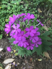 Phlox amoena
