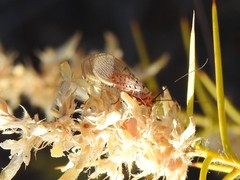 Italochrysa stigmatica