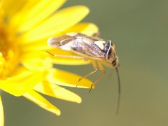 Lygus shulli