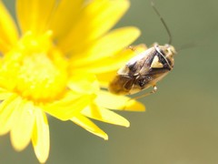 Lygus shulli