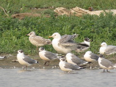 Larus californicus
