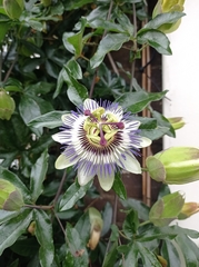 Passiflora caerulea