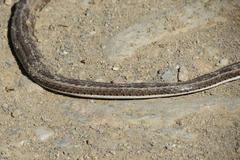 Psammophis notostictus