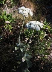 Helichrysum fruticans