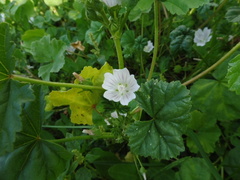Malva neglecta