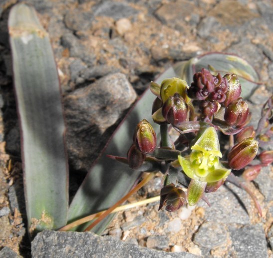 Ornithogalum falcatum