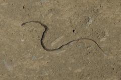Psammophis notostictus