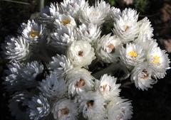 Helichrysum fruticans