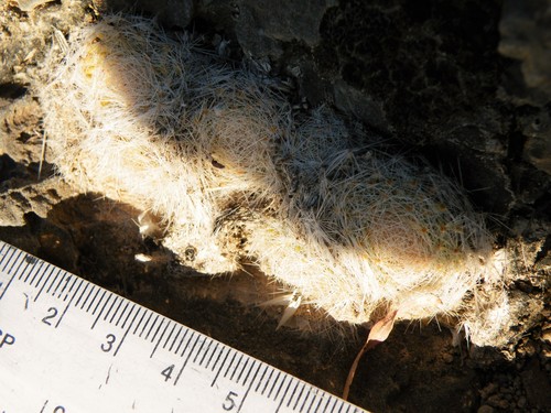 Mammillaria lenta