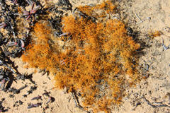 Teloschistes capensis