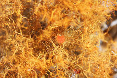 Teloschistes capensis