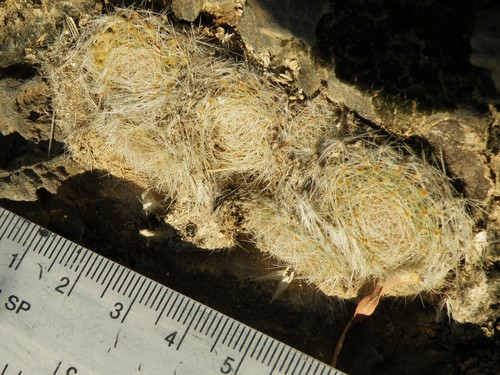 Mammillaria lenta