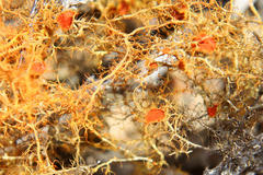 Teloschistes capensis