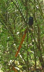 Terpsiphone viridis granti