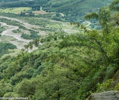 Chusquea lorentziana