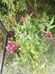 Centranthus ruber