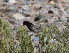 Cinnyris fuscus fuscus