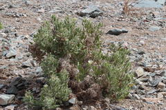 Codon royenii