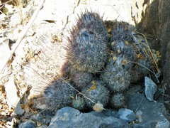 Coryphantha durangensis