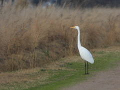Ardea alba