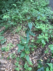 Scrophularia umbrosa