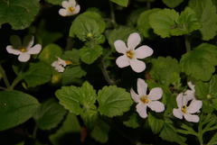 Chaenostoma pauciflorum