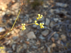 Bupleurum rigidum paniculatum