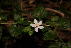 Chaenostoma pauciflorum