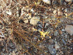 Bupleurum rigidum paniculatum