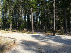 Staberoha distachyos