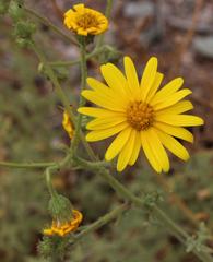 Osteospermum pinnatilobatum