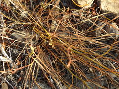 Bupleurum rigidum paniculatum