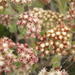 Helichrysum spiralepis - Photo ללא זכויות יוצרים, הועלה על ידי Di Turner