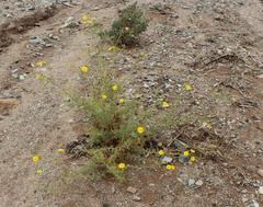 Osteospermum pinnatilobatum