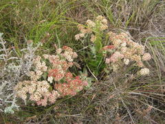 Helichrysum spiralepis