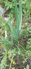 Iris × hybrida