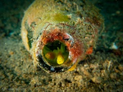 Lubricogobius exiguus