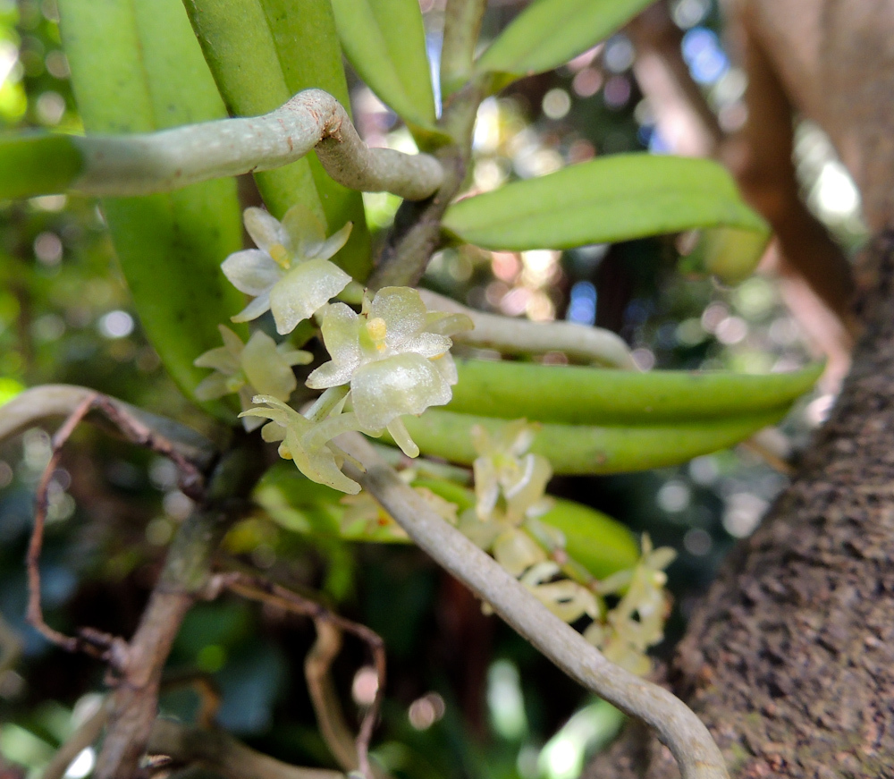 Rhipidoglossum
