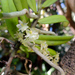 Rhipidoglossum xanthopollinium - Photo (c) graham_g, algunos derechos reservados (CC BY-NC)