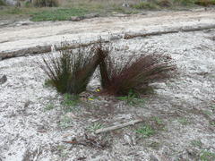 Staberoha distachyos